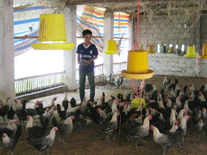 Anh Nguyễn Văn Phong chăm sóc đàn gà
                                                                 
